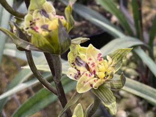 Cymbidium sinense Da Han Qi Die 大漢奇蝶