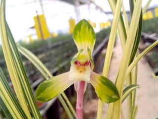 Cymbidium goeringii Chun Lan Zhong Tou 春蘭中透