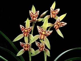 Cymbidium ensifolium Dao Bao Xian Nu