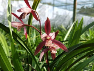 Cymbidium ensifolium Hong Bao Shi 紅寶石