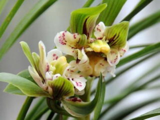 Cymbidium goeringii Duo Duo Die