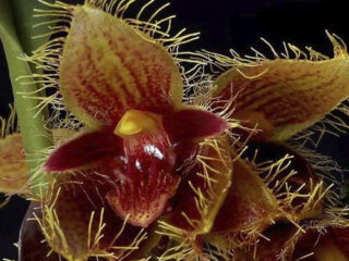 Bulbophyllum dayanum