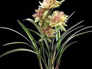 Cymbidium ensifolium Fu Shan 富山