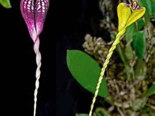 Bulbophyllum contortisepalum