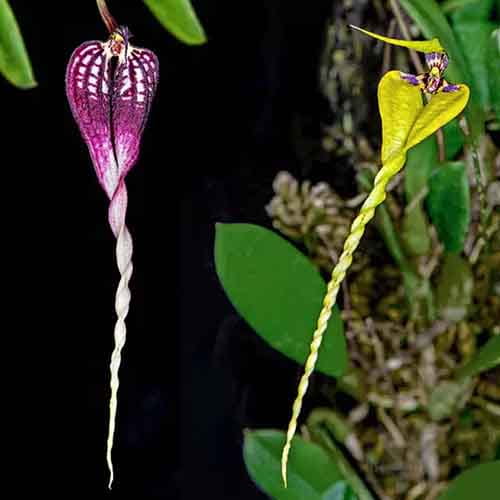 Bulbophyllum contortisepalum