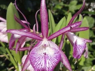 Bc. Tsiku Archangel ‘Yuan Dung’