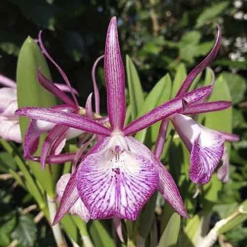 Bc. Tsiku Archangel ‘Yuan Dung’