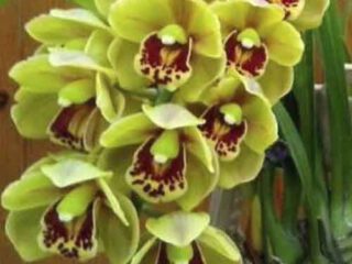 Cymbidium sunshine falls