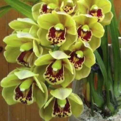 Cymbidium sunshine falls