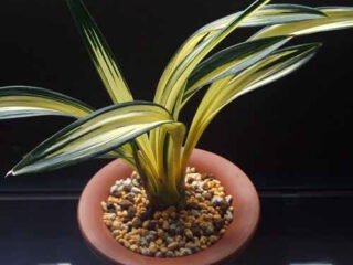 Cymbidium sinense Chun Lan Zhong Tou