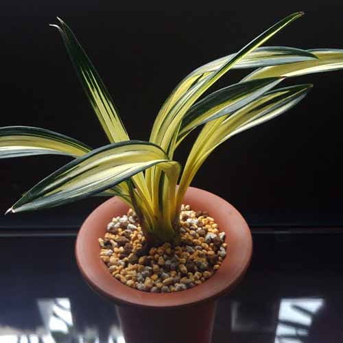 Cymbidium sinense Chun Lan Zhong Tou