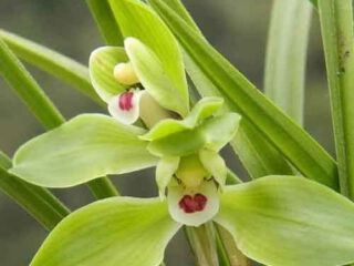 Cymbidium goeringii "Cui Yi Pin"
