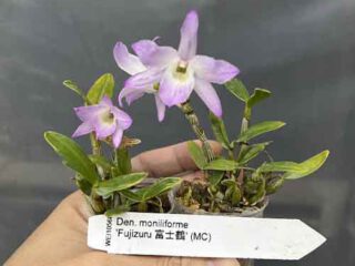 Dendrobium moniliforme "Fujizuru"