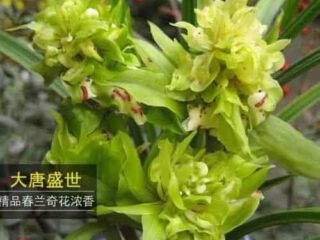Cymbidium goeringii Da Tang Sheng Shi