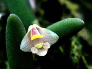 Dendrobium prenticei