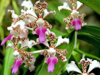 Vanda tricolor