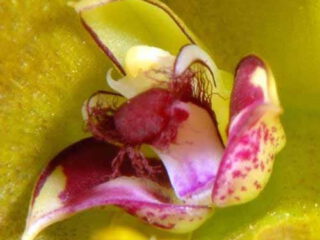 Bulbophyllum occultum