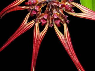 Bulbophyllum wendlandianum