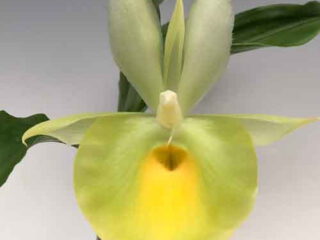 Catasetum pileatum variegata