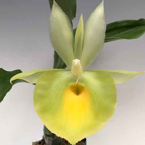 Catasetum pileatum variegata