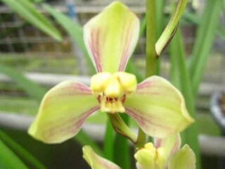 Cymbidium ensifolium Cai Mei