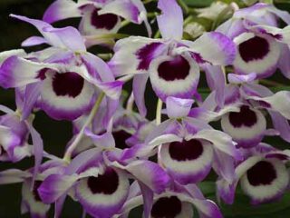 Dendrobium nobile var.koocsonianum