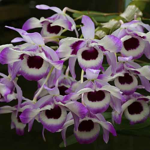 Dendrobium nobile var.koocsonianum