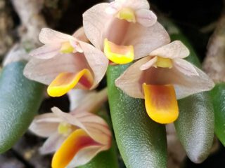 Dendrobium lichenastrum