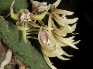 Dendrobium cucumerinum