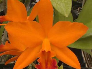 Rhyncattleanthe Love Passion ‘Orange Bird’