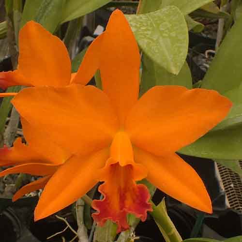 Rhyncattleanthe Love Passion ‘Orange Bird’