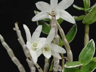 Dendrobium moniliforme "Shoudai"