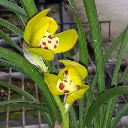 Cymbidium goeringii ‘Huan Jin Da Fu Gui’ (黄金大富贵)