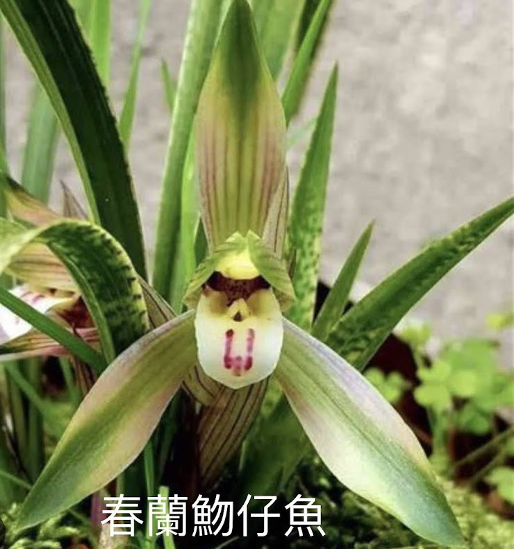 Cymbidium goeringii ‘Mo Zi Yu’ (墨紫玉)