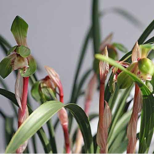 Cymbidium goeringii ‘Yue Hou Shi Zi’