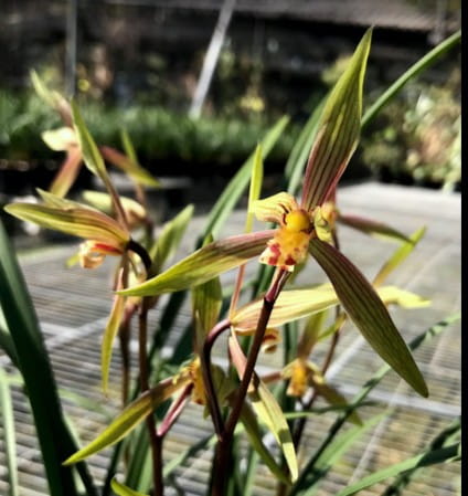 Cymbidium goeringii ‘Chun Li’ (春丽 / 春麗)