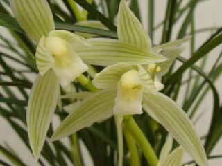 Cymbidium goeringii ‘Yue Hou Shi Zi’ 月后狮子 — “León Después de la Luna”