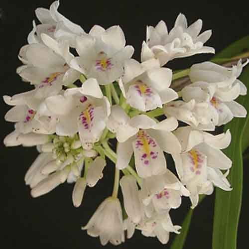 Neobenthamia gracilis