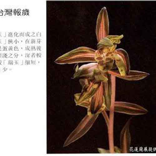 Cymbidium sinense Rui Huang 瑞晃