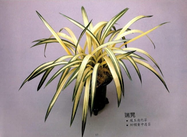 Cymbidium sinense Rui Huang 瑞晃 - Imagen 2