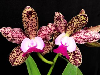 Cattleya Green Emerald con flores amarillas y verdes manchadas de granate