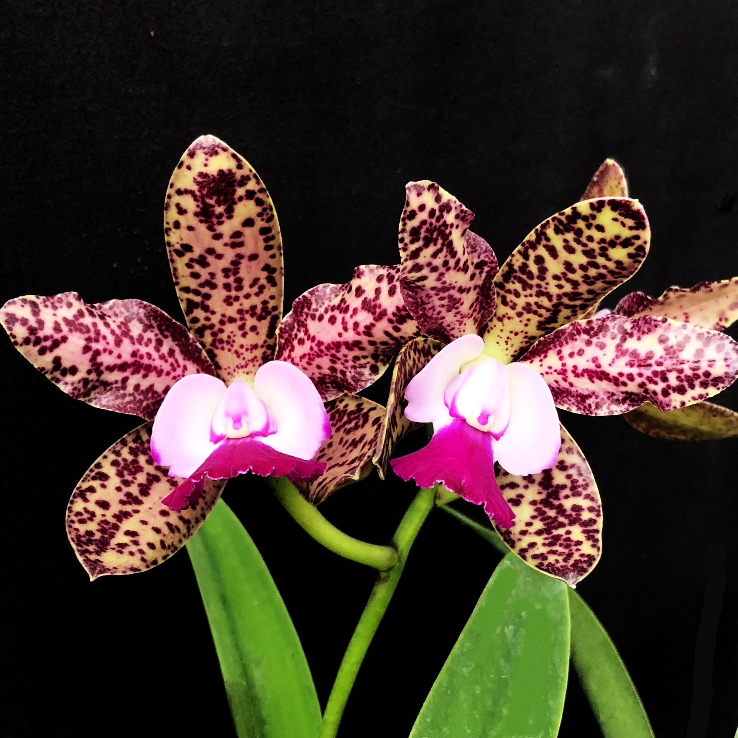 Cattleya Green Emerald con flores amarillas y verdes manchadas de granate