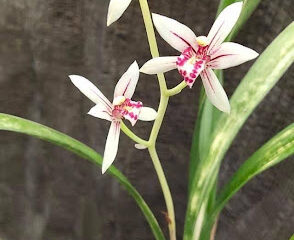 Cymbidium ensifolium Bao Lun orquídea china
