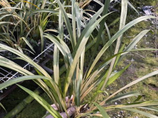 Cymbidium ensifolium ‘Peng Lai Zhi Hua’ con hojas finas y arqueadas en maceta, orquídea china clásica de porte elegante.