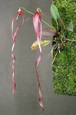 Detalle de flor de Bulbophyllum masonii con sépalos púrpura y labelo móvil.
