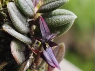 Bulbophyllum obyrnei con flores exóticas de sépalos alargados en tonos púrpura y amarillo.