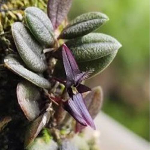 Bulbophyllum obyrnei con flores exóticas de sépalos alargados en tonos púrpura y amarillo.