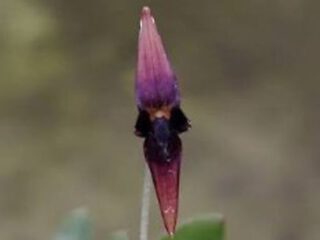 Bulbophyllum odonthostigma con flores péndulas de sépalos alargados en tonos amarillos y púrpuras.