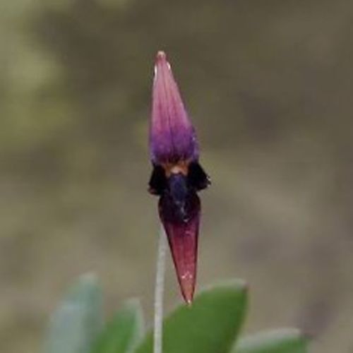 Bulbophyllum odonthostigma con flores péndulas de sépalos alargados en tonos amarillos y púrpuras.