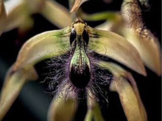 Bulbophyllum wibowoajii con flores exóticas de sépalos alargados en tonos púrpura y amarillo.